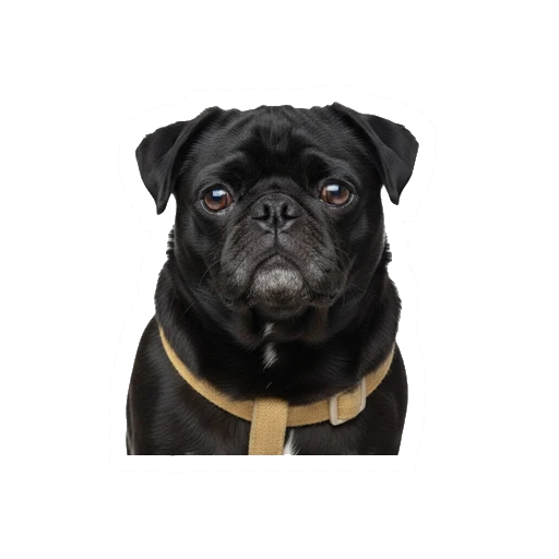 Sad pet sticker in Realistic style